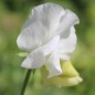 Preview: Duftwicke White Ensign (Samen)