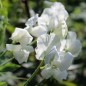 Preview: Duftwicke White Ensign (Samen)