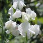 Preview: Duftwicke White Ensign (Samen)