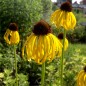 Preview: Echinacea gelb (Samen)