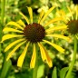Preview: Echinacea gelb (Samen)