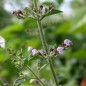 Preview: Echte Bergminze (Samen)