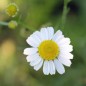 Preview: Echte Kamille (Samen)