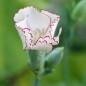 Preview: Edelnelke Raspberry Ripple (Samen)