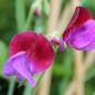 Preview: Duftwicke Matucana (Samen)