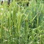 Preview: Einkorn (Samen)
