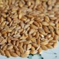 Preview: Einkorn (Samen)