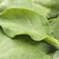 Preview: Eiskraut (Samen)