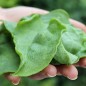Preview: Eiskraut (Samen)