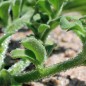 Preview: Eiskraut (Samen)