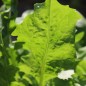 Preview: Chicoree und Blatt-Zichorie Barbe De Capucin (Samen)
