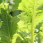 Preview: Chicoree und Blatt-Zichorie Barbe De Capucin (Samen)