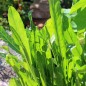 Preview: Endivie Catalogna Puntarella Stretta (Samen)