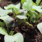 Preview: Endivie Catalogna Puntarelle Tardiva di Maggio (Samen)