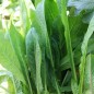 Preview: Endivie Catalogna Puntarelle Tardiva di Maggio (Samen)