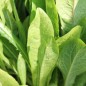 Preview: Endivie Catalogna Puntarelle Tardiva di Maggio (Samen)