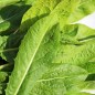 Preview: Endivie Catalogna Puntarelle Tardiva di Maggio (Samen)