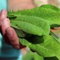 Preview: Endivie Catalogna Puntarelle Tardiva di Maggio (Samen)