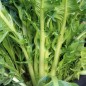 Preview: Endivie Catalogna Puntarelle Tardiva di Maggio (Samen)
