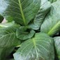 Preview: Endivie Green Grumolo (Samen)
