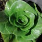 Preview: Endivie Green Grumolo (Samen)