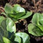 Preview: Endivie Green Grumolo (Samen)