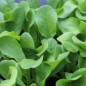 Preview: Endivie Green Grumolo (Samen)