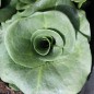 Preview: Endivie Green Grumolo (Samen)