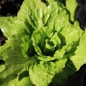 Preview: Endivie Grumolo Bionda (Samen)