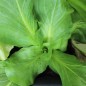 Preview: Endivie Grumolo Bionda (Samen)