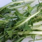 Preview: Endivie Puntarelle Galatina (Samen)
