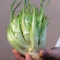 Preview: Endivie Puntarelle Galatina (Samen)