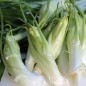 Preview: Endivie Puntarelle Galatina (Samen)