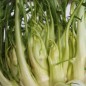 Preview: Endivie Puntarelle Galatina (Samen)