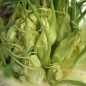 Preview: Endivie Puntarelle Galatina (Samen)