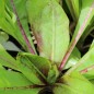 Preview: Endivie Red Grumolo (Samen)