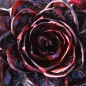 Preview: Endivie Red Grumolo (Samen)
