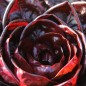 Preview: Endivie Red Grumolo (Samen)