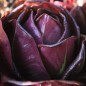 Preview: Endivie Red Grumolo (Samen)