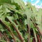 Preview: Blatt-Zichorie Red Rib (Samen)