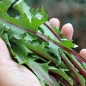 Preview: Blatt-Zichorie Red Rib (Samen)