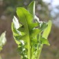 Preview: Blatt-Zichorie Scarola Cardoncella Barese (Samen)