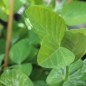 Preview: Zuckererbse Oregon Giant (Samen)