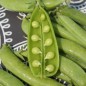 Preview: Knackerbse Sugar Ann (Samen)