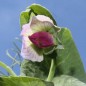 Preview: Knackerbse Spring Blush (Samen)