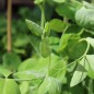 Preview: Zuckererbse Ambrosia (Samen)