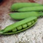 Preview: Palerbse British Blue Peas (Samen)