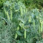 Preview: Palerbse British Blue Peas (Samen)