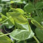Preview: Zuckererbse Dwarf Gray Sugar (Samen)