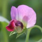 Preview: Zuckererbse Dwarf Gray Sugar (Samen)